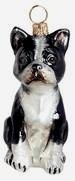 Boston Terrier